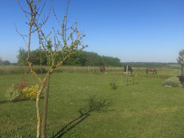 Flowers and Horses 