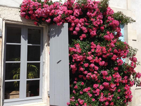 Roses Around Shutter