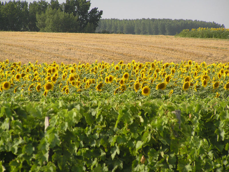 Sunflowers 