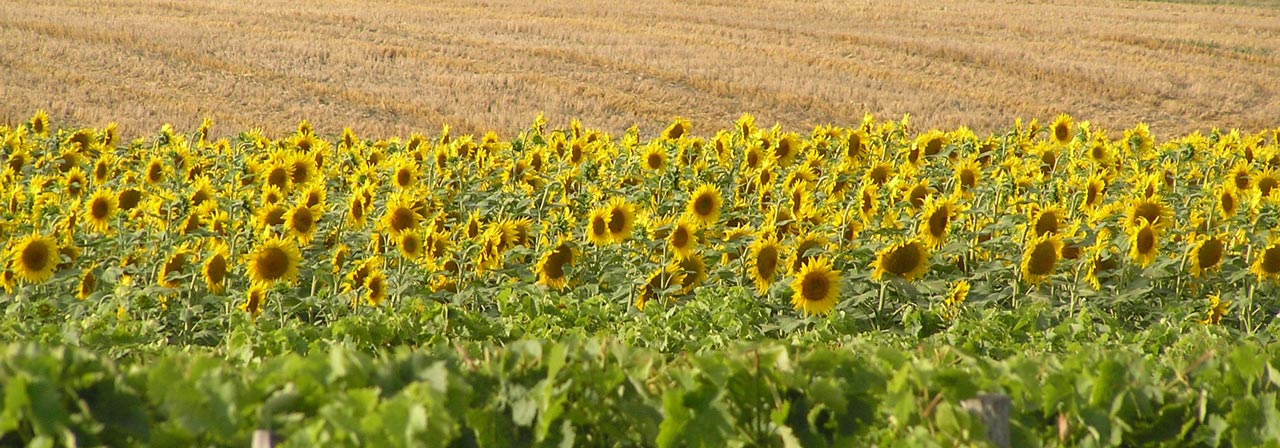 sunflowers